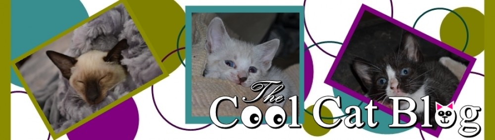 The Cool Cat Blog